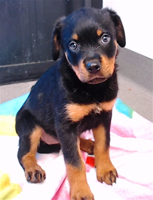 Shelter Stray Female Dog last seen 3RD AND PALOU, 1419 Bryant St, San Francisco, CA 94103, USA