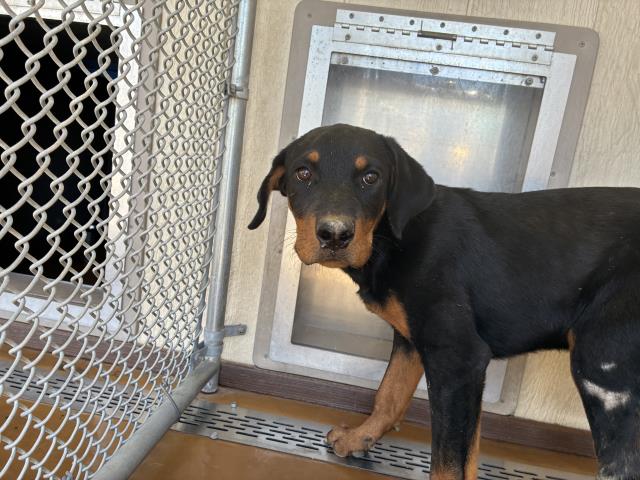 Shelter Stray Male Dog last seen Near BLOCK WADE AVE, PERRIS, CA, 227 N D St, Perris, CA 92570, USA