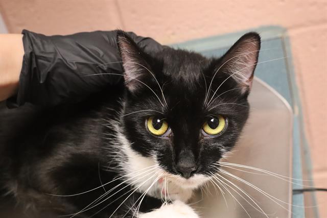 Shelter Stray Female Cat last seen Near BLOCK PROVIDENCE PLANTATION DR, 127 Humane Ln, Columbia, SC 29201, USA
