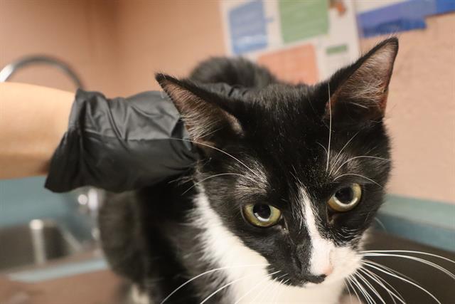 Shelter Stray Female Cat last seen Near BLOCK PROVIDENCE PLANTATION DR, 127 Humane Ln, Columbia, SC 29201, USA