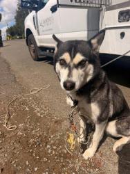 Shelter Stray Female Dog last seen BAR DU RD/RODGERS RD, 95828, 3839 Bradshaw Rd, Sacramento, CA 95827, USA