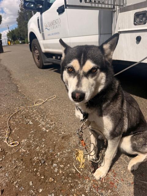 Shelter Stray Female Dog last seen BAR DU RD/RODGERS RD, 95828, 3839 Bradshaw Rd, Sacramento, CA 95827, USA
