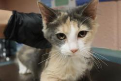 Shelter Stray Female Cat last seen Near BLOCK PROVIDENCE PLANTATION DR, 127 Humane Ln, Columbia, SC 29201, USA