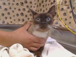 Shelter Stray Female Cat last seen LUCKY LN/SAN JUAN AVE, CITRUS HEIGHTS CA 95610, 3839 Bradshaw Rd, Sacramento, CA 95827, USA