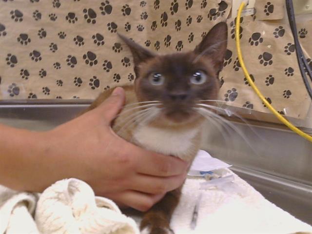 Shelter Stray Female Cat last seen LUCKY LN/SAN JUAN AVE, CITRUS HEIGHTS CA 95610, 3839 Bradshaw Rd, Sacramento, CA 95827, USA