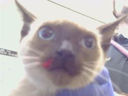 Shelter Stray Female Cat last seen LUCKY LN/SAN JUAN AVE, CITRUS HEIGHTS CA 95610, 3839 Bradshaw Rd, Sacramento, CA 95827, USA