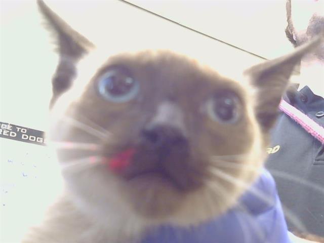 Shelter Stray Female Cat last seen LUCKY LN/SAN JUAN AVE, CITRUS HEIGHTS CA 95610, 3839 Bradshaw Rd, Sacramento, CA 95827, USA
