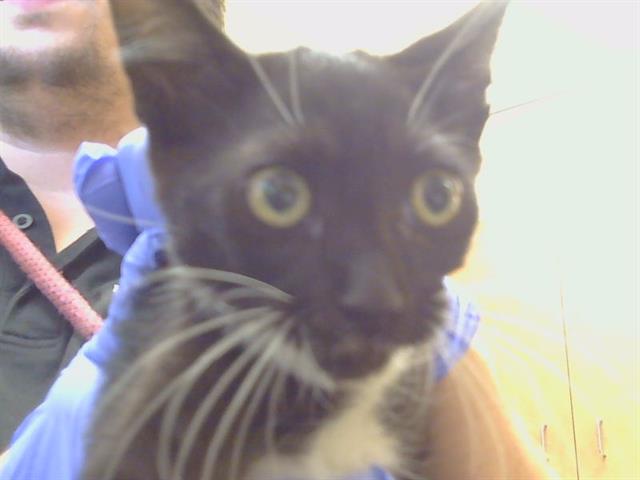 Shelter Stray Male Cat last seen LUCKY LN/SAN JUAN AVE, CITRUS HEIGHTS CA 95610, 3839 Bradshaw Rd, Sacramento, CA 95827, USA