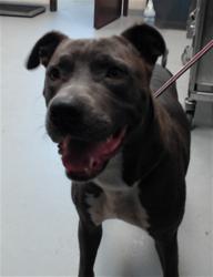 Shelter Stray Male Dog last seen , 4704 Corporation Dr, Fayetteville, NC 28306, USA