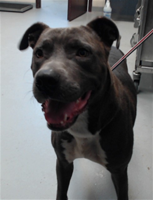 Shelter Stray Male Dog last seen , 4704 Corporation Dr, Fayetteville, NC 28306, USA