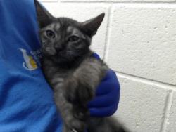 Shelter Stray Female Cat last seen Near BLOCK CORPORATION DR, FAYETTEVILLE NC 28306, 4704 Corporation Dr, Fayetteville, NC 28306, USA
