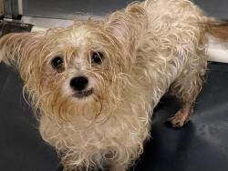 Shelter Stray Female Dog last seen Near BLOCK N 38TH ST, 3839 W Burnham St, West Milwaukee, WI 53215, USA