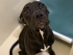 Shelter Stray Female Dog last seen 26TH/WELLS, 3839 W Burnham St, West Milwaukee, WI 53215, USA