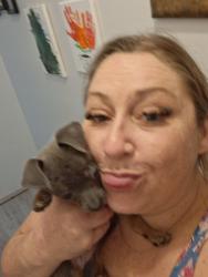 Lost Female Dog last seen Near sagewood, Hudson, FL 34667