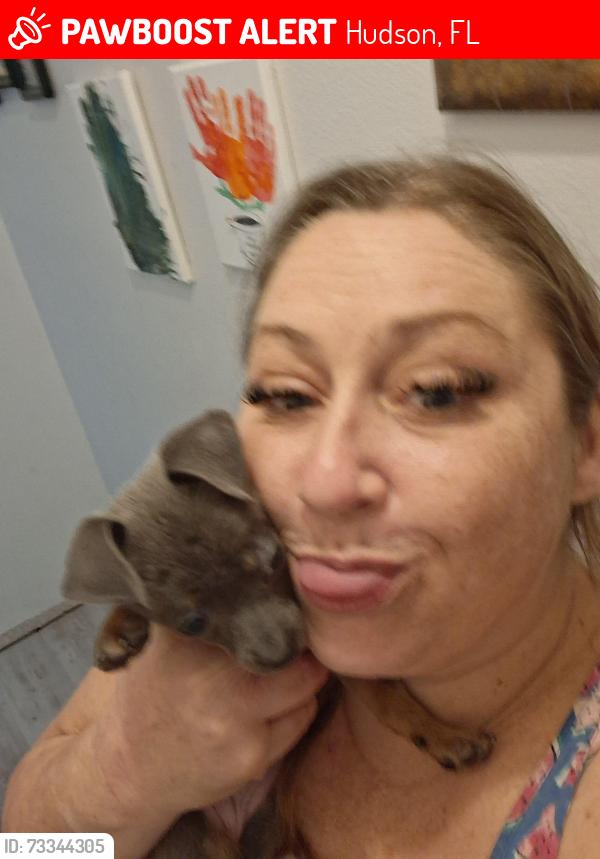Lost Female Dog last seen Near sagewood, Hudson, FL 34667