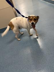 Shelter Stray Male Dog last seen SHOAL LANDING ST, 8311 Freedom Dr, Pearland, TX 77581, USA