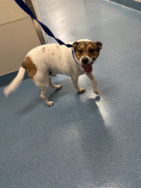 Shelter Stray Male Dog last seen SHOAL LANDING ST, 8311 Freedom Dr, Pearland, TX 77581, USA