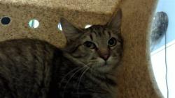 Shelter Stray Unknown Cat last seen Near BLOCK S BRYANT ST, DENVER CO 80219, 1241 W Bayaud Ave, Denver, CO 80223, USA