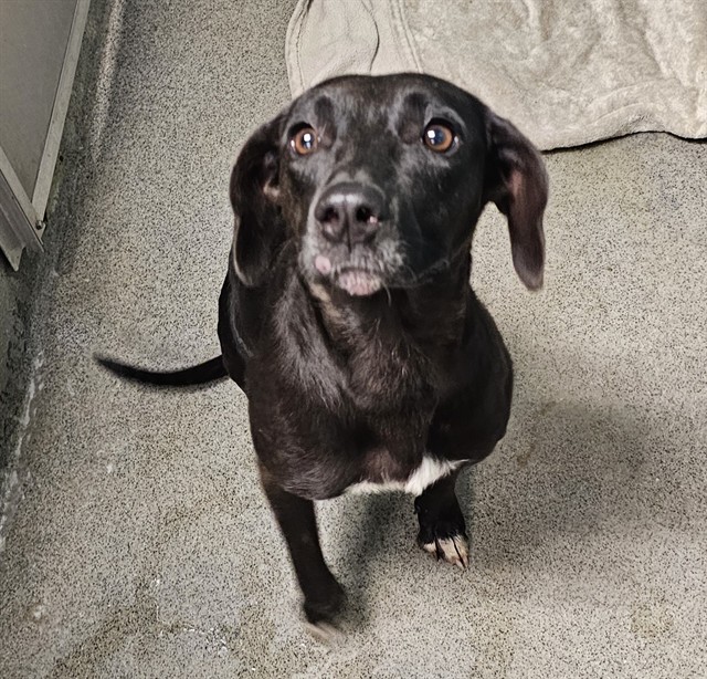 Shelter Stray Female Dog last seen Near BLOCK LANDESS CIRCLE, 4950 SW Triana Blvd, Huntsville, AL 35805, USA