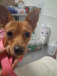 Shelter Stray Female Dog last seen VIRGINIA/MLK, BAKERSFIELD, 201 S Mt Vernon Ave, Bakersfield, CA 93307, USA