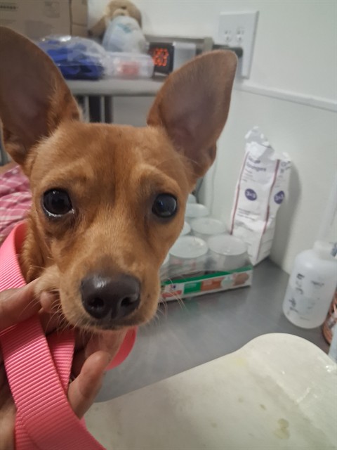 Shelter Stray Female Dog last seen VIRGINIA/MLK, BAKERSFIELD, 201 S Mt Vernon Ave, Bakersfield, CA 93307, USA