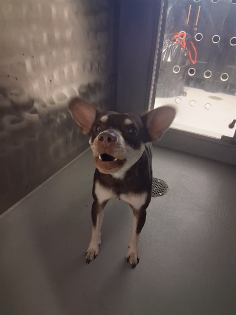 Shelter Stray Male Dog last seen ABANDONED AT SHELTER, 201 S Mt Vernon Ave, Bakersfield, CA 93307, USA