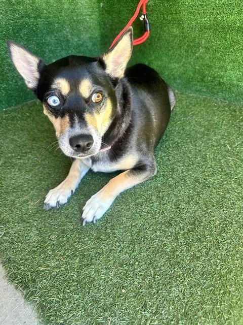 Shelter Stray Female Dog last seen , 5210 W Ave I, Lancaster, CA 93536, USA