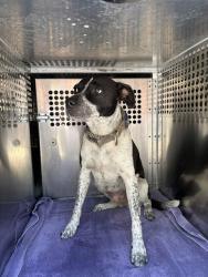Shelter Stray Female Dog last seen Near BLOCK SE 53RD ST, OKLAHOMA CITY OK 73129, 2811 SE 29th St, Oklahoma City, OK 73129, USA