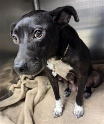 Shelter Stray Unknown Dog last seen THROWN FROM A VEHICLE NEAR 1713 SUNNYLANE RD, 2811 SE 29th St, Oklahoma City, OK 73129, USA