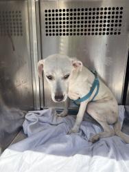 Shelter Stray Unknown Dog last seen SE 35TH ST / S SHEILDS 73129, 2811 SE 29th St, Oklahoma City, OK 73129, USA