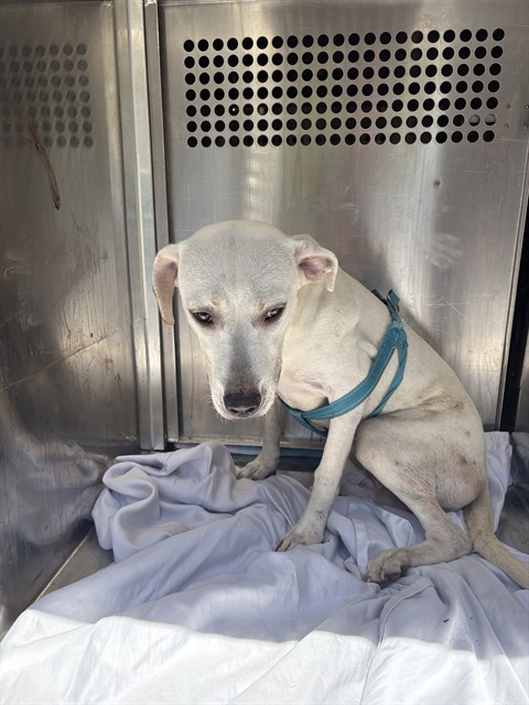 Shelter Stray Unknown Dog last seen SE 35TH ST / S SHEILDS 73129, 2811 SE 29th St, Oklahoma City, OK 73129, USA
