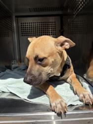 Shelter Stray Unknown Dog last seen SE 35TH ST / S SHEILDS 73129, 2811 SE 29th St, Oklahoma City, OK 73129, USA