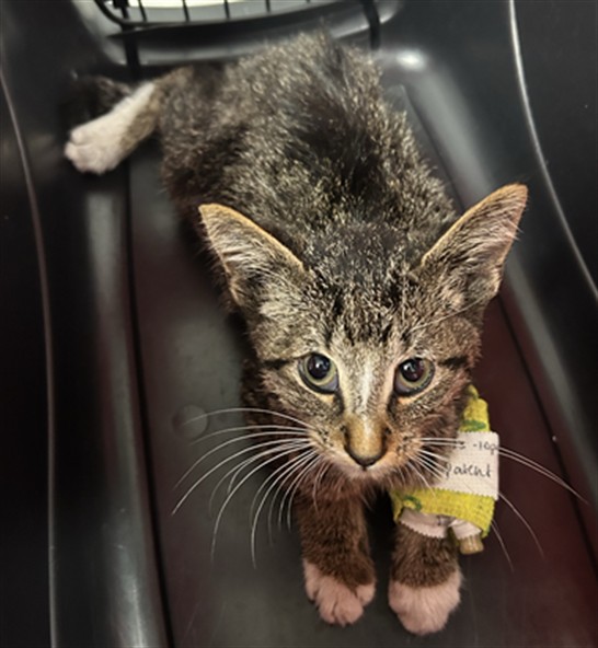 Shelter Stray Male Cat last seen Near BLOCK W 20TH AVE, EDGEWATER CO 80214, 2080 S Quebec St, Denver, CO 80231, USA