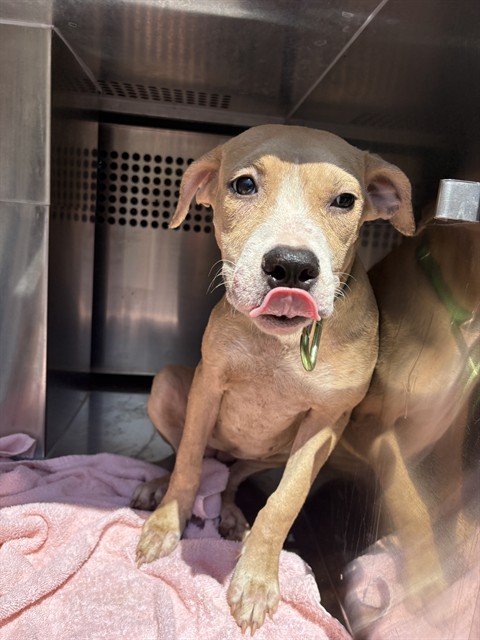 Shelter Stray Unknown Dog last seen SE 35TH ST / S SHEILDS 73129, 2811 SE 29th St, Oklahoma City, OK 73129, USA