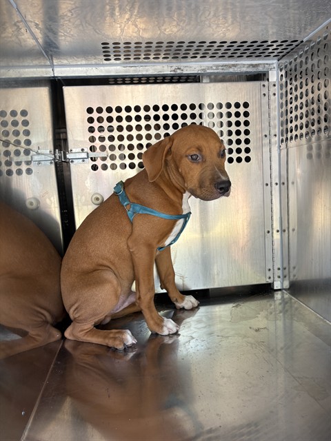 Shelter Stray Unknown Dog last seen Near BLOCK SE 53RD ST, OKLAHOMA CITY OK 73129, 2811 SE 29th St, Oklahoma City, OK 73129, USA