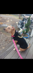 Reunited Female Dog last seen Idylwood dr and commercial st, Salem, OR 97302