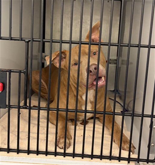 Shelter Stray Male Dog last seen , 232 Eslinger Way, Sanford, FL 32773, USA