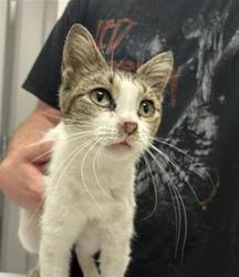 Shelter Stray Female Cat last seen Near, 2600 S Harding St, Indianapolis, IN 46221, USA