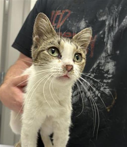 Shelter Stray Female Cat last seen Near, 2600 S Harding St, Indianapolis, IN 46221, USA
