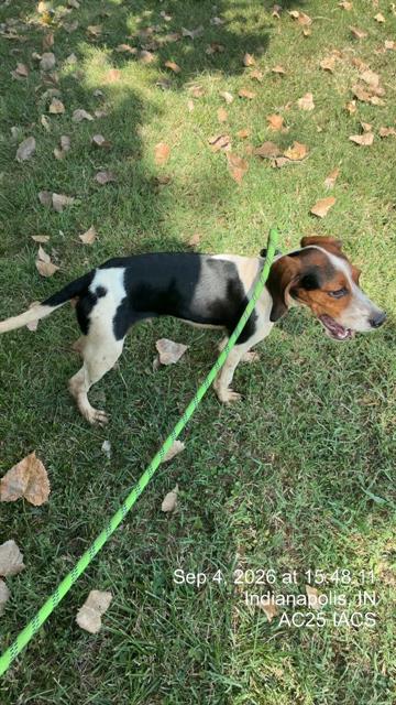 Shelter Stray Male Dog last seen Near, 2600 S Harding St, Indianapolis, IN 46221, USA