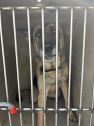 Shelter Stray Female Dog last seen Near, 2600 S Harding St, Indianapolis, IN 46221, USA