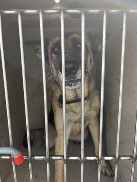 Shelter Stray Female Dog last seen Near, 2600 S Harding St, Indianapolis, IN 46221, USA