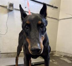 Shelter Stray Female Dog last seen , 600 Aviation Dr, Camarillo, CA 93010, USA
