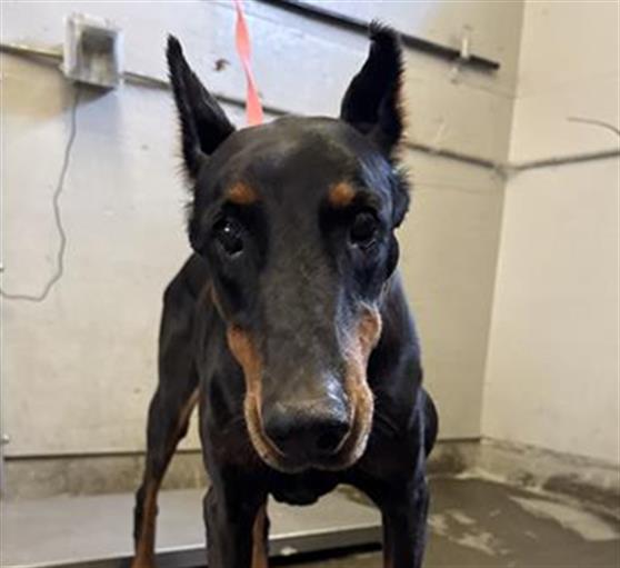 Shelter Stray Female Dog last seen , 600 Aviation Dr, Camarillo, CA 93010, USA