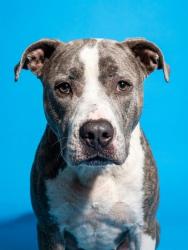 Shelter Stray Female Dog last seen Near BLOCK SIBBALD, 2020 Forest St, Jacksonville, FL 32204, USA