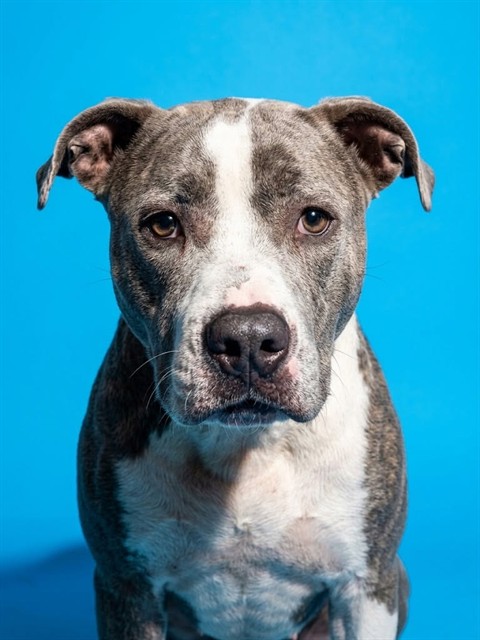Shelter Stray Female Dog last seen Near BLOCK SIBBALD, 2020 Forest St, Jacksonville, FL 32204, USA