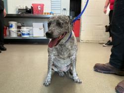 Shelter Stray Female Dog last seen N CURTIS LN & OHIO AVE, SAN BERNARDINO, CA, 92407, USA, 333 Chandler Pl, San Bernardino, CA 92408, USA