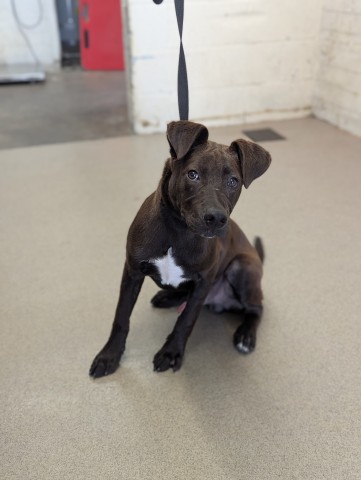 Shelter Stray Male Dog last seen SIERRA AND 40TH, 333 Chandler Pl, San Bernardino, CA 92408, USA
