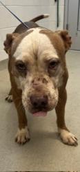 Shelter Stray Male Dog last seen BURLINGTON AC, 221 Stone Quarry Rd, Burlington, NC 27217, USA