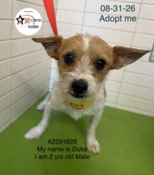 Shelter Stray Male Dog last seen , 1850 W 60th St, Los Angeles, CA 90047, USA